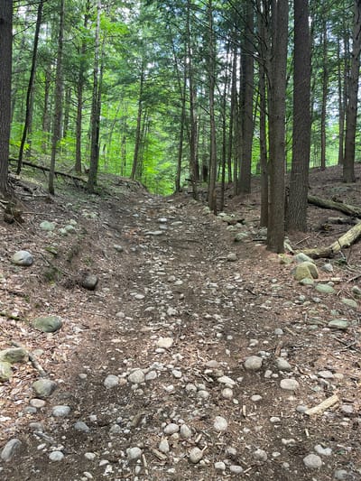 The image shows a rocky, dirt path winding through a dense forest in Greig, New York. Tall, slender pine trees with green needles dominate the scene, their trunks a mix of brown and gray. The path is covered in a mixture of dirt, pine needles, and numerous rounded gray and tan stones of varying sizes. The ground slopes upwards and to the left, with more rocks and fallen pine branches visible on the embankment. The foliage of the trees is vibrant green, indicating a temperate season. There are no people or animals visible in the image. The overall impression is one of a natural, untamed environment.