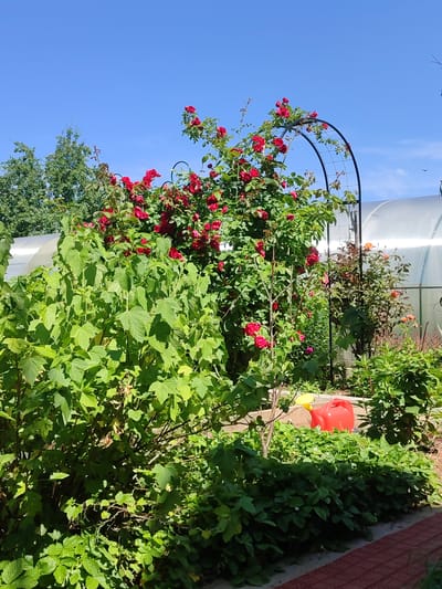In Sovetsko-Nikol'skoe, Russia, a vibrant garden scene unfolds under a clear blue sky. A prominent feature is a rose bush covered in deep red blooms, climbing an arched trellis. To the left, lush green foliage, possibly currant bushes, dominates the foreground. In the background, a greenhouse with a translucent roof is visible, suggesting a cultivated garden space. Two watering cans, one red and one yellow, are placed near a garden bed planted with low-lying green plants, likely strawberries, indicated by small white flowers. The scene captures a sunny day in a well-maintained garden.