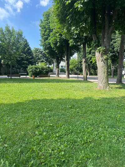 This image depicts a public green space within the city of Elin Pelin, Bulgaria, on a clear, sunny day. The foreground is dominated by vibrant green grass, interspersed with various broadleaf weeds, white clover blossoms, and a single yellow flower. Shadows from overhead trees fall across sections of the lawn, indicating direct sunlight.

In the midground, a paved pedestrian area features two empty wooden benches with metal frames positioned on the left, and a third similar bench on the right, all facing the viewer. A cylindrical wooden trash receptacle stands between the two rightmost benches. Behind the left benches, a large, dense green bush is visible.

A prominent row of mature deciduous trees, likely horse chestnuts, with thick, textured trunks and full green canopies, lines the right side of the frame, running parallel to a paved street or thoroughfare. Smaller trees, including evergreens, are visible further back on the left. A black street lamp post is situated behind the trees on the right.

The background reveals parts of buildings, including a light-colored facade on the left, confirming an urban setting. The sky is a clear, bright blue with scattered white cumulus clouds. No individuals are present in the scene.