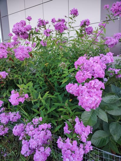 A cluster of tall, vibrant pink phlox flowers blooms in front of a modern building with a light-colored, paneled facade. The flowers are densely packed in large clusters on long, green stems, with some smaller buds and leaves visible throughout. The building's facade is smooth and segmented by dark lines. A metal wire fence runs along the bottom of the image, partially obscured by the plants and some dry grass. The scene is likely an outdoor urban setting, possibly a park or a street near a building in Danilovka, Russia.