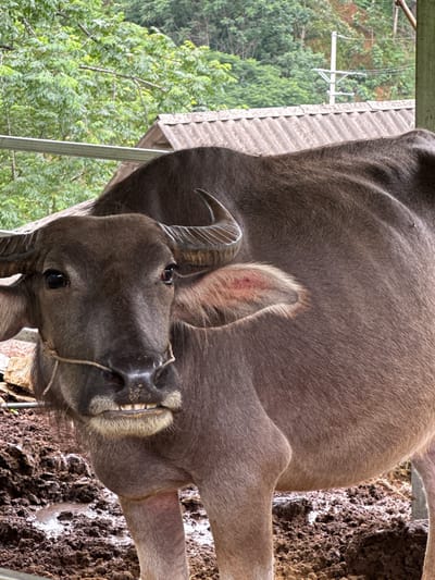 A large, dark grey-brown water buffalo stands in a muddy enclosure within Dế Xu Phình, Vietnam. The buffalo, facing towards the viewer, exhibits dark eyes and short, curved horns. A thin, light-colored rope is secured around its snout and lower jaw, forming a halter. Its lower front teeth are exposed. A reddish, circular lesion is visible on the inner fold of its right ear. The ground beneath the animal is deeply muddy, with standing water and uneven terrain. In the background, lush green trees dominate the upper-left, while a weathered, corrugated metal roof is visible behind the buffalo's body. Further to the right, a utility pole with cross arms and wires rises against a backdrop of distant greenery. A silver-colored metal bar or railing spans horizontally in the mid-ground.