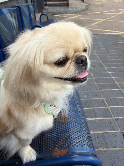 A light-colored Pekingese dog with long fur is sitting on a blue metal bench in an outdoor urban setting. The dog is looking to the right, with its tongue slightly sticking out. It is wearing a collar with a colorful striped pattern. Behind the dog, there are more blue metal benches and a paved ground with yellow lines. The overall environment suggests a public waiting area.