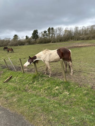 The image depicts a rural scene, likely taken on a cloudy day. A brown and white horse stands in a grassy field, with its head lowered near a fence. In the background, several smaller horses are visible grazing. A treeline borders the field, and a grey, overcast sky fills the upper portion of the frame. The scene may be in the United Kingdom, specifically Dunfermline, but this is uncertain from the image itself.