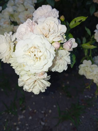 A close-up, low-angle shot captures a cluster of delicate, white roses against a dark, out-of-focus background. The roses are in various stages of bloom, with some fully open and others in bud, displaying numerous ruffled petals. A few pink buds are nestled among the white blooms. The lighting suggests either early morning or late evening. The background appears to be a dark, paved area with scattered small stones and hints of green foliage, possibly grass or ground cover. There are no people or animals visible in the image. The scene is located in Novo-Pokrovsky, Russia, a district known for its residential areas and green spaces.