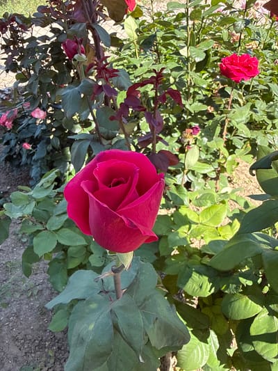 The image depicts a close-up of a red rose in a garden setting. The rose is in full bloom, with petals tightly coiled at the center. The surrounding foliage consists of green leaves. The environment appears to be outdoors, with a mix of sun and shadow. The location cannot be determined as Valchedram, Bulgaria based on the given image.