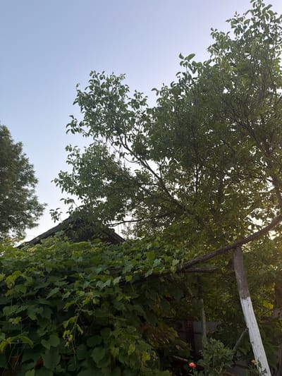 This media file captures an outdoor scene dominated by lush green foliage and a clear sky. The perspective is from below, looking up at the canopy of a large tree with dark bark and numerous leaves. The branches of this tree extend across the frame, with some overlapping a lighter-colored, weathered wooden beam.

To the right of the tree, a wall is heavily covered in ivy, its leaves creating a dense green texture. A hint of a building or structure can be discerned behind the ivy and tree branches, with a wooden beam, partially painted white, protruding horizontally. A single pink flower is visible on the right side, adding a touch of color to the predominantly green and brown palette.

The sky above is a pale, clear blue, suggesting daylight. The lighting indicates it might be early morning or late afternoon, with the sun's rays filtering through the leaves. The overall impression is one of a natural, somewhat overgrown setting, likely a garden or a rural yard. There is no text visible in the image.