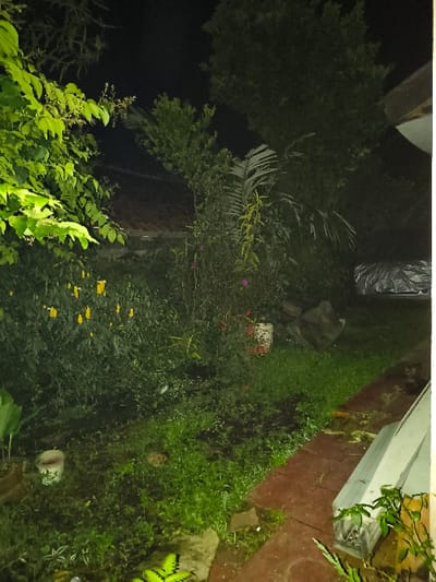 The image displays an outdoor garden scene at night in the city of Tarqumiyah, Palestinian Territory. A reddish-brown paved pathway runs along the right side, separating a patch of damp green grass and bare soil from a light-colored structure or gutter component on the far right. A small, bright green fern-like plant is visible in the bottom-center foreground. Further left on the grass, a white bucket is present. The midground is dominated by dense, illuminated green foliage, including shrubs with clusters of yellow flowers on the left and various trees and plants, one with broad, palm-like fronds, towards the center. A red and white cylindrical container is partially obscured by vegetation in the center-right. The background consists of dark, indistinct areas, suggesting a night sky, with a dark, possibly tarp-covered object visible on the far right. No individuals are present in the scene.