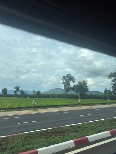 This image captures a roadside view of agricultural fields, likely tea plantations, in the vicinity of Bien Ho, Vietnam. The foreground features a two-lane asphalt road with white lane markings. The road is bordered by a grassy verge and a curb painted with alternating red and white sections. Beyond the road, a vast expanse of neatly cultivated green fields stretches towards the horizon. Several mature trees are scattered across the landscape, and some young trees, supported by white and red staking structures, are planted along the edge of the fields. In the distance, rolling hills or mountains form a natural backdrop under a cloudy sky. The overall scene depicts a rural or semi-rural setting.