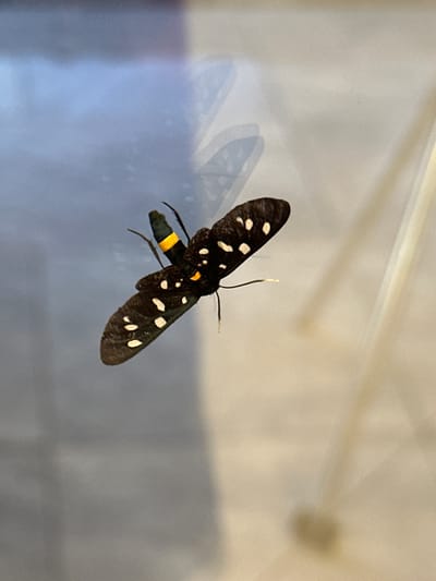 A close-up, top-down shot captures a black butterfly with white spots perched on a reflective surface. The butterfly's body is black with a yellow band around its abdomen. The reflective surface appears to be a window or glass, as indicated by the faint shadows and muted colors of the background, suggesting an indoor environment possibly in Razliv, Bulgaria. The lighting is soft and diffused, casting subtle highlights on the butterfly's wings and body. No people are visible in the image.