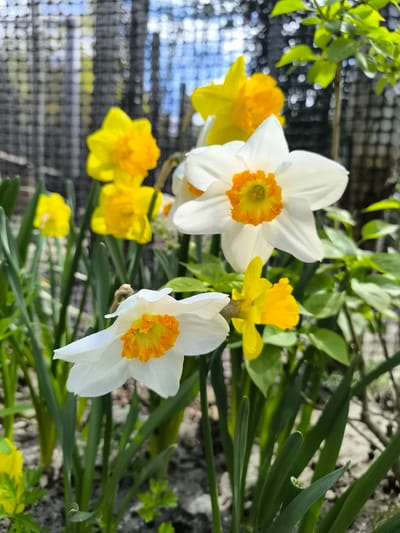 The image captures a cluster of daffodils in a garden setting. The foreground features two white daffodils with orange centers, standing out against the background of yellow daffodils. The plants are surrounded by green leaves and stems. The background includes a blurry fence or mesh structure and hints of greenery, possibly trees or bushes. The ground appears to be covered with soil and small stones. While the image suggests a garden environment, there's no direct evidence within the image to confirm the specific location of Sint Maartensvlotbrug, Netherlands. Therefore, no location details can be verified from this picture alone.