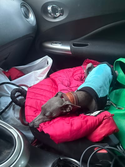 The image depicts the interior of a vehicle. A small, dark-colored dog wearing a blue and black sweater and a brown collar is lying down on a bright pink puffy jacket. The dog's head is resting on the jacket. Partially visible in the background are white plastic bags, a black coiled cord, and a green bag. The car's interior includes dark gray plastic panels and metallic accents, consistent with a vehicle's dashboard and door. The scene appears to be a still moment, possibly during a car ride. There is no visible indication of the city of Lyady, Russia, or any specific urban environment within the image.