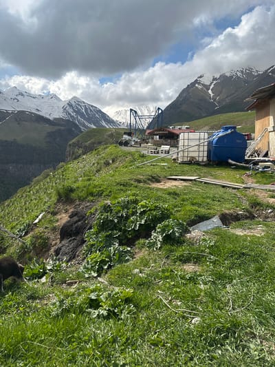 The image depicts a mountainous landscape in Gudauri, Georgia, with a focus on a small collection of structures on a grassy hillside. In the foreground, lush green grass covers the uneven terrain, with some large-leafed plants growing prominently. A small, dark-colored dog is visible in the lower left corner, sniffing the ground.
Further back, on the plateau, several structures are present. A large blue water tank, labeled "1550L," stands on a pallet, connected by pipes to a white IBC tote. Adjacent to these tanks is a rustic wooden building with a sloped roof. In the mid-ground, a small cluster of buildings with red roofs forms what appears to be a cafe or restaurant area, indicated by outdoor seating and what looks like a sign reading "WINE CLUB GUD..."
Dominating the background are the majestic, snow-capped Caucasus Mountains, partially obscured by dramatic, cloudy skies. A ski lift or similar aerial transportation system is visible in the distance, suggesting the area's use as a ski resort. The overall scene conveys a sense of rugged natural beauty combined with rudimentary infrastructure for tourism.