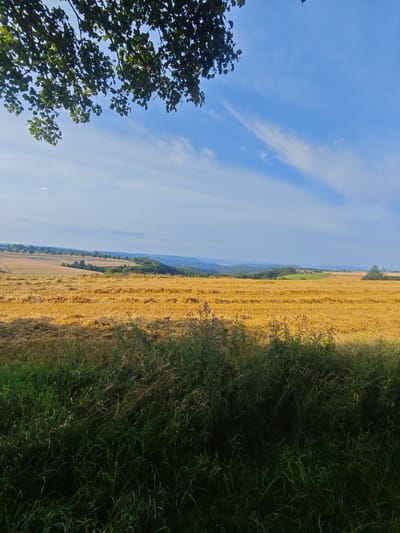 The image depicts a rural landscape scene in the vicinity of Bad Pyrmont, Germany, on a clear, sunny day. In the foreground, lush green grass and vegetation create a natural border, partially obscuring a harvested field of golden straw stretching into the midground. The field exhibits distinct rows of cut grain, suggesting recent agricultural activity.
Beyond the harvested field, rolling hills covered in green foliage and trees recede into the distance, forming a gentle, undulating horizon. A line of trees, possibly an avenue, is visible on a distant ridge, casting shadows. The sky above is a vibrant blue, punctuated by wispy white clouds that add texture and depth to the scene. In the far distance, faint silhouettes of additional hills and possibly wind turbines can be discerned, indicating a broader, expansive landscape. The overall impression is one of a peaceful, sun-drenched countryside, characteristic of the region.