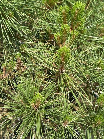 The image is a close-up, high-angle shot of a pine tree's needles and new growth. The needles are long, slender, and a vibrant green, with some brown accents at the base of new buds. The new growth appears as clusters of lighter green, tightly packed needles. The background is blurred, showing more pine needles and the dappled sunlight filtering through the branches, suggesting an outdoor setting. There are no people or animals visible in the image. The scene is indicative of a healthy pine tree in a natural or landscaped environment. Without further context or identifiable landmarks, the specific location within Bad Endorf, Germany cannot be determined from this image alone.