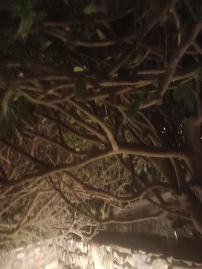 The image depicts a dense entanglement of tree branches against a dark background, possibly at night or in deep shade. Some green leaves are visible, interspersed among the brown and tan branches. The lighting is dim and appears artificial, casting an orange-brown hue over the scene. The branches are of varying thicknesses and are tightly woven together, creating a somewhat chaotic yet natural structure. The lower portion of the image shows what appears to be a stone surface, possibly a wall or ground, illuminated by a soft, diffused light. The overall impression is one of a natural, overgrown area, likely a garden or a part of a park. There are no people or animals visible in the image. The location in the city of Kos, Greece, is not discernible from the visual elements present.