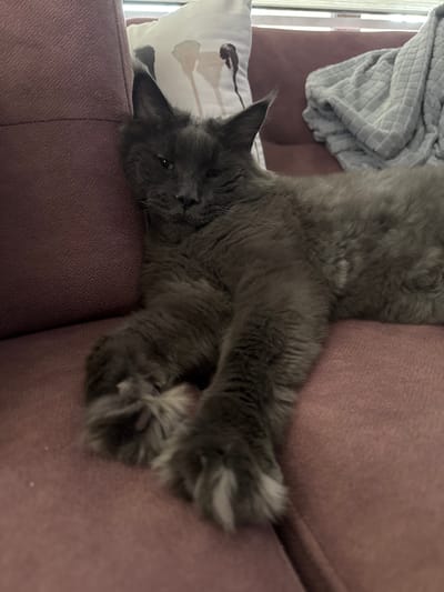 A fluffy grey cat is lounging on a plush pink sofa. The cat is lying on its back, with its head resting on a white pillow with a black abstract design. Its paws are crossed over its chest, and its fur is long and appears soft. The cat's eyes are partially closed, giving it a relaxed and sleepy appearance.

In the background, a light blue and white patterned blanket is draped over another part of the sofa. Sunlight streams in from the left side of the image, suggesting it's daytime. The overall scene is cozy and domestic. The cat's relaxed posture and partially closed eyes convey a sense of comfort and contentment. The setting appears to be a living room, possibly in a home in Gölbaşı, Turkey, given the provided location context. There is no visible text in the image.