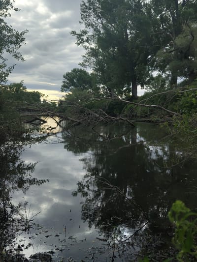 The image depicts a natural scene with a body of dark water in the foreground, reflecting the overcast sky and surrounding trees. Fallen branches lie across the water's surface. Dense vegetation and trees line the banks, creating a sense of wildness. The location is identified as Krushare, Bulgaria, suggesting this is a natural water feature within or near the town. No people are visible in the image. The overall atmosphere is calm and somewhat somber due to the cloudy sky.
