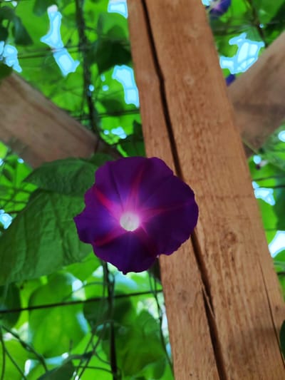 The image shows a close-up, low-angle shot of a single purple morning glory flower with bright pink streaks emanating from its center. The flower is in focus, positioned in the foreground, with its petals unfurled. Behind the flower, a large, roughly-hewn wooden beam runs vertically down the right side of the frame. Lush green foliage, indicative of climbing vines, fills the background. The sky is visible through gaps in the leaves, appearing bright and possibly overcast, with some soft blue and white shapes suggesting light reflections. The scene appears to be outdoors, in a garden or natural setting, possibly near a wooden structure used for support, such as a trellis or arbor. The image does not contain any specific landmarks or elements that would definitively place it in Sovet, Kyrgyzstan.