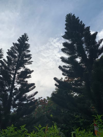 The image depicts a view of tall, dark green pine trees against a cloudy sky. The trees are silhouetted, with their branches reaching upwards. In the foreground, there are also some lush green bushes and foliage. In the background, hints of red flowers can be seen among the trees, suggesting a tropical or sub-tropical environment. A small flag with red and white stripes is partially visible in the lower right corner. The scene appears to be outdoors, possibly in a park or garden setting, within the city of Thuận Nam, Vietnam. The lighting suggests it might be daytime, with overcast conditions.