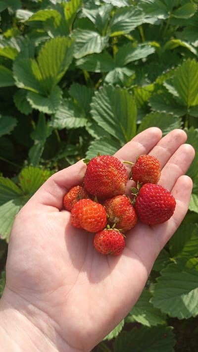 In the city of Parendo, Russia, a person's open hand displays a small harvest of fresh strawberries against a backdrop of lush green strawberry plants. The hand, facing upwards and slightly to the right, cradles approximately eight vibrant red and orange strawberries of varying sizes. Sunlight casts shadows across the palm, highlighting its texture. The surrounding foliage is a dense arrangement of broad, serrated green leaves, characteristic of a strawberry field. The image is captured outdoors, likely during daylight hours, suggesting a pleasant, sunny environment.