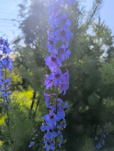 In Кашино, Russia, a close-up shot focuses on a tall, slender stalk of vibrant blue delphinium flowers. The delphiniums are in bloom, with multiple individual flowers clustered along the stem. Some flowers are fully open, revealing dark centers, while others are still buds. The foreground is dominated by these blue flowers, with another stalk of delphiniums visible to the left, slightly out of focus. Behind the flowers, the background consists of blurred green foliage, likely from trees or shrubs, and a hint of a bright blue sky at the top. Sunlight is a prominent feature, creating lens flare and highlighting the translucent quality of some of the petals. The overall impression is one of a bright, sunny day in a garden setting.