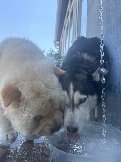 Two dogs are drinking from a water dispenser. The dog in the foreground is light-colored with wrinkled skin, possibly a pug or a similar breed. The dog behind it is a husky with black and white fur and blue eyes. They are positioned as if looking up towards the viewer, with the water dispenser appearing above them. The scene is brightly lit, suggesting it is daytime, possibly with a clear sky visible in the background. The water dispenser appears to be made of clear plastic and contains water. There are visible water droplets or a stream of water coming from the dispenser. The setting is outdoors, with hints of foliage and a building structure in the background. The overall impression is one of refreshment and shared enjoyment of water on a bright day.