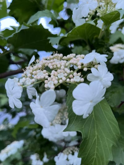 A close-up, vertical shot focuses on a cluster of white flowers and their buds, with green leaves and branches in the background. The flowers appear delicate and star-shaped, with some buds in a pale pink hue. The leaves are large and have a textured surface. The overall impression is of a natural, outdoor setting, likely a garden or park. The location is identified as Маяк, Russia, though no specific landmarks or urban features are visible in the image itself.