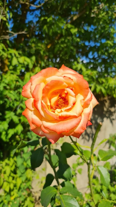 The image is a close-up, overhead shot of a vibrant, multi-colored rose in full bloom, set against a softly blurred background of lush green foliage and dappled sunlight. The rose petals exhibit a gradient of colors, transitioning from a soft yellow at the center to a warm orange and then to a delicate blush pink along the ruffled edges. The stamen in the center of the rose is a bright orange, with visible pollen.

The background suggests an outdoor setting, likely a garden or park, with dense green leaves and branches creating a natural frame for the flower. Sunlight filters through the leaves, casting subtle shadows and highlights on the scene, indicating it is daytime. The overall mood conveyed is one of natural beauty and tranquility. There are no people or text visible in the image. The location context provided is Bilhorod-Dnistrovskyi, Ukraine, which suggests this rose was captured in that region.
