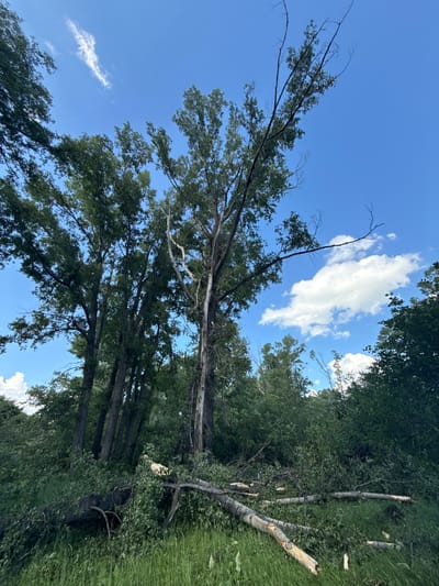 The image depicts a scene of fallen trees and debris in a grassy area, with several tall, leafy trees still standing. The sky is blue with scattered white clouds. The ground is covered in green grass and numerous branches and tree trunks, some of which appear broken. The overall impression is of an area that has experienced recent wind damage or storm activity. There are no people visible in the image. The location is identified as Baimovo, Russia.