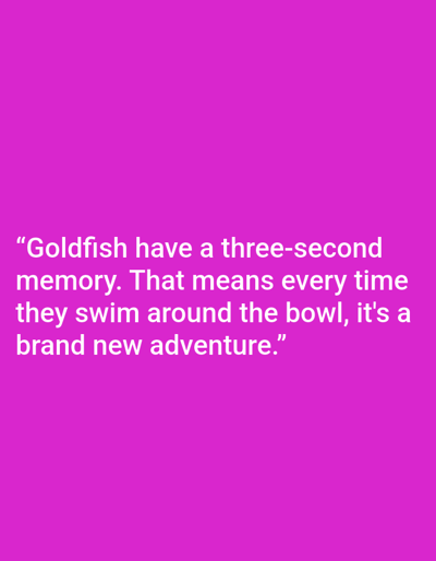 The image is a digital graphic with a bright pink background and white text. The text reads: "Goldfish have a three-second memory. That means every time they swim around the bowl, it's a brand new adventure." There is no discernible connection to Kępno, Poland, or any specific city. The image contains only text and a colored background.
