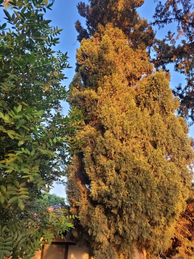 An outdoor, vertical shot captures a canopy of trees under a bright, clear blue sky. To the left, a leafy green tree with compound leaves is prominent. To the right, a tall, mature cypress tree dominates the frame, its dense foliage illuminated by warm, golden sunlight, suggesting either sunrise or sunset. The light highlights the texture and volume of the cypress's branches and needles. In the background, hints of rooftops and other trees can be seen. The scene is peaceful and natural, likely situated in a residential area or park within Tserkezoi, Cyprus.