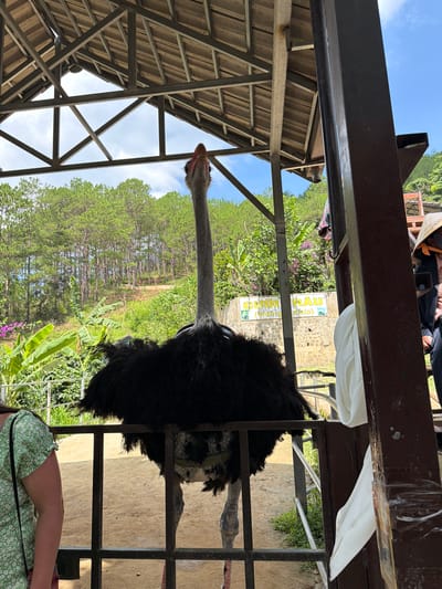 An ostrich stands behind a dark metal fence, its long, grey neck extended upwards, looking towards a wooden structure with a sloped, tiled roof. The ostrich has black, fluffy feathers around its body and grey legs. To the left, a person wearing a green floral dress is partially visible, facing away from the camera. Behind the fence, lush green trees and vegetation cover a hillside, with a clear blue sky overhead. In the background, a sign with yellow lettering on a stone wall is visible, possibly indicating a location or attraction. The scene appears to be outdoors, within a natural or semi-natural environment, likely a zoo or wildlife park, in Định An, Vietnam.