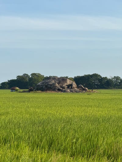 The image depicts a vast, green paddy field in Shastrawela, Sri Lanka, under a clear blue sky. A large rock formation, weathered and textured, stands prominently in the middle ground, surrounded by lush vegetation. To the left of the rock formation, a small, thatched-roof hut is visible, nestled among the greenery. A line of trees forms a backdrop to the scene, separating the paddy field from the sky. The overall impression is one of natural beauty and rural tranquility.