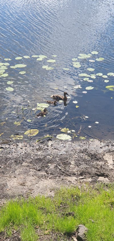 A high-angle, full shot captures a tranquil scene on the water's edge, likely within the Чонкаўскі сельскі Савет region of Belarus. In the dark, rippling water, a mother duck and three ducklings swim amongst scattered lily pads. The mother duck, a mottled brown, leads the way, while the smaller, darker ducklings trail behind her. To the right of the ducks, a clear patch of water allows a view of the muddy bottom. The shoreline, a mix of dark soil and sand, transitions to lush green grass in the foreground. The scene is bathed in bright, natural light, suggesting it is daytime.