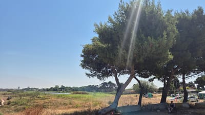A wide shot captures a sun-drenched outdoor scene in Taranto, Italy. In the foreground, three large pine trees dominate the right side of the frame, their branches reaching towards a clear blue sky. Sunlight streams through the needles, creating bright lens flares. A single person is seated on a dark chair in the shade of the trees, facing left. Behind the trees, a landscape unfolds with dry, golden grass and reeds, indicative of a warm, possibly arid, environment. A small body of water, a pond or lake, is visible in the middle ground, bordered by lush green vegetation. In the distance, a city skyline with buildings can be seen, suggesting this is on the outskirts of Taranto. The overall impression is one of a natural area with some signs of human presence and activity.