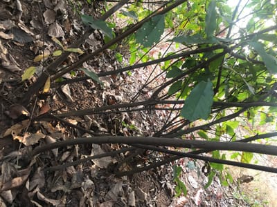 The scene depicts a natural outdoor environment in the city of Ogodo, Nigeria, dominated by dense undergrowth. The lower two-thirds of the image show a forest floor covered extensively with dry, brown, and tan fallen leaves, interspersed with visible dark soil. Numerous slender, dark brown tree branches and stems emerge from the ground, extending diagonally upwards and to the right, forming a crisscrossing pattern. In the upper right quadrant and amongst the upper branches, vibrant green leaves are visible, indicating live foliage. Several of these green leaves exhibit minor irregularities or small holes, suggesting natural wear. The lighting is natural and diffuse, illuminating the scene from above. No people, animals, or man-made objects are present.