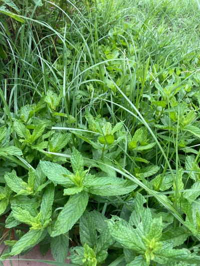 The image is a close-up, overhead view of lush green mint plants intermingled with tall blades of grass. The mint leaves are vibrant green, some showing small holes or imperfections, indicating they are natural and likely growing outdoors. The grass is a lighter shade of green and appears to be growing freely amongst the mint, creating a dense, wild texture. The lighting suggests it is daytime, with soft, diffused light, possibly indicating an overcast sky or shade. There are no people or specific objects visible, only the natural foliage. The scene depicts a natural, overgrown garden or wild patch of land. The overall impression is one of abundance and natural growth. The location context provided is Γαλλικός, Greece, which suggests this is a representation of flora found in that region. There is no visible text in the image.
