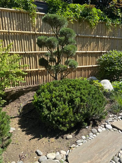 The image depicts a serene garden scene, likely in a private residence given the presence of cultivated plants and decorative elements. A bamboo fence forms the backdrop, its vertical stalks creating a textured screen. Lush green foliage, including a meticulously pruned evergreen tree with a rounded base and a more sculpted upper section, dominates the foreground. A dense, rounded evergreen shrub sits prominently in the center, casting a shadow on the brown, earthy ground. Scattered, smooth, grey stones and flat, grey paving stones line the edge of the garden bed. The environment suggests a sunny day with dappled light filtering through the leaves. There are no people or animals visible in the image. The location in Лапино Град Кп, Russia, implies a suburban or semi-rural setting.