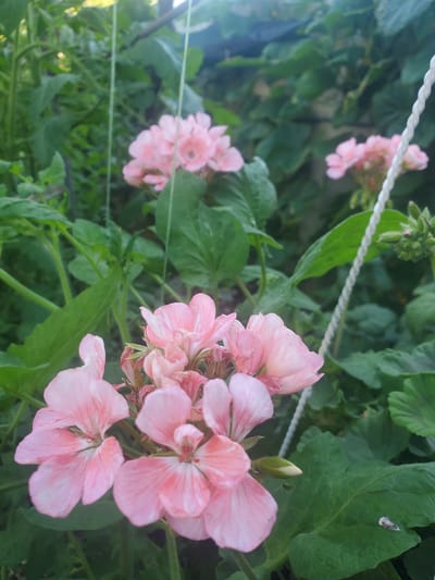 The image displays a close-up view of pink geranium flowers and lush green foliage. In the foreground, a cluster of delicate pink flowers with darker pink veining is prominent, with some petals appearing slightly wilted. Behind these, other pink geranium blossoms are visible, some in focus and some softly blurred. The plants are surrounded by abundant green leaves, creating a dense, natural setting. A thin white rope, possibly part of a hanging planter or support system, runs vertically through the right side of the frame. In the upper right corner, a cluster of unopened green flower buds can be seen. The lighting suggests an outdoor environment, possibly a garden or balcony, with dappled sunlight filtering through. The location is identified as Chornomors'ke, Ukraine, implying an urban or suburban garden context within that city. No people or specific actions are depicted.