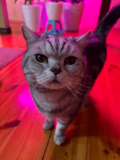 A close-up, eye-level shot captures a grey tabby cat with striking green eyes. The cat is positioned centrally, facing the camera, with its head slightly tilted. Its fur displays the characteristic tabby markings of alternating dark and light grey stripes. The cat's whiskers are prominent, fanning out from its muzzle. Behind the cat, the environment is bathed in a vibrant pink and red light, likely from artificial lighting. In the background, out-of-focus, are white planters, one of which has a blue stand. The floor appears to be made of wooden planks. The overall impression is one of a domestic setting illuminated by colored lights. The location of Кукуи, Russia is not discernible from the visual information provided in the image.