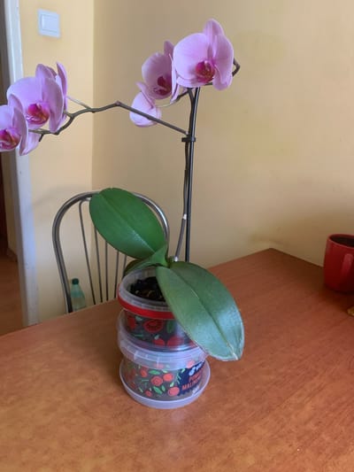 An orchid with pink and purple flowers is displayed on a wooden table. The orchid is in a pot made of stacked plastic containers decorated with images of fruit. To the left of the orchid, a portion of a metal-framed chair is visible, with a green bottle in the background. In the background, a wall is painted a light yellow, with a white light switch on the left side. To the right of the orchid, a red mug is placed on the table, and a small yellow object is partially visible. The scene appears to be an indoor setting, likely a home in Nowa Sól, Poland, given the context provided.