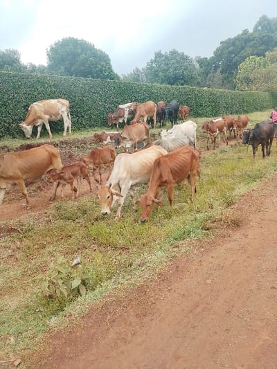 A herd of approximately 25-30 Zebu-type cattle, including numerous calves, is observed grazing and moving along a dirt path in Limuru, Kenya, under an overcast sky. The cattle exhibit various coat patterns, predominantly shades of brown, tan, white, and black, with several appearing lean with visible ribs. A wide, dense green hedge or row of cultivated plants, possibly tea or coffee, forms a prominent horizontal line across the mid-ground. Beyond the hedge, a line of tall trees is visible against the light grey sky. In the foreground and to the right, a reddish-brown dirt path runs parallel to an area of sparse green grass and weeds where several cattle are actively grazing. A partially visible individual, wearing a reddish-colored shirt, is positioned on the far right of the image, appearing to oversee the herd.