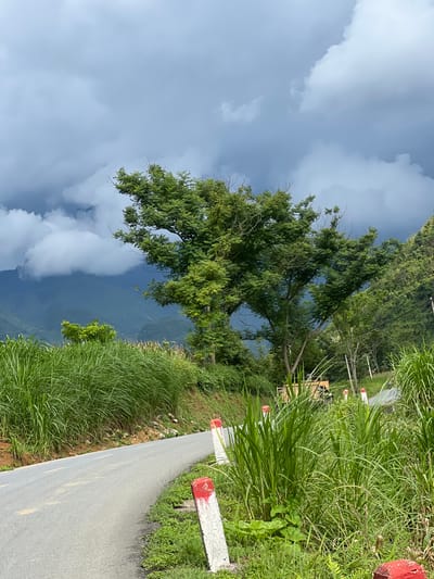 A winding asphalt road curves through a lush green landscape in Quản Bạ Commune, Vietnam. Tall, feathery grass lines the sides of the road, with some patches of taller corn stalks visible further back. A large, leafy green tree stands prominently in the center of the frame, its branches reaching towards a dramatic, cloudy sky. In the distance, hazy mountains are visible, shrouded in mist and subdued by the overcast weather. White and red concrete posts with chipped paint mark the edge of the road. A yellow vehicle and what appears to be a motorcycle are parked or moving on the road in the background. The overall impression is one of a rural, mountainous region under a moody sky.