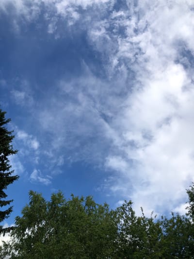 A low-angle outdoor shot captures a blue sky filled with wispy white clouds. The top portion of the image is dominated by the sky, with a large expanse of blue and streaks of white clouds stretching across. In the bottom portion of the image, the dark green branches of two types of trees are visible, framing the sky. On the left, the dark, pointed needles of a coniferous tree are prominent. To the right of that, the lush, lighter green foliage of deciduous trees fills the lower part of the frame. The scene appears to be set in an urban environment, likely in Svirstroy, Russia, given the context.