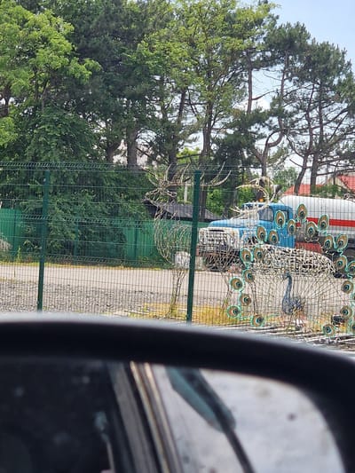 In Borodynovka, Russia, a wire sculpture of a peacock with its tail fanned out is positioned behind a green metal fence. The peacock is adorned with colorful, eye-shaped decorations. Next to the peacock, another wire sculpture, appearing to be a deer or elk with antlers, stands. In the background, a blue truck with a white and red cylindrical tank is parked. The truck is partially obscured by the fence. Behind the truck, trees with green foliage are visible, and some residential structures with red roofs can be seen further in the distance. The ground in front of the fence is covered with gravel, and a paved surface is visible behind it. The image appears to be taken from inside a vehicle, as indicated by the reflection in a dark, blurred area in the foreground, likely a car mirror. The sky is partially visible and appears blue.
