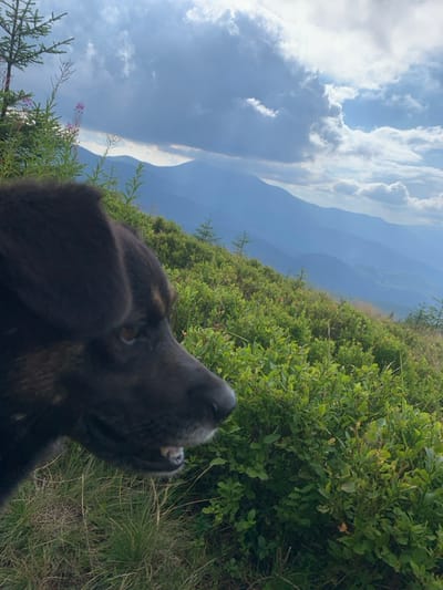 The image displays a mountainous landscape in the vicinity of Lazeshchyna, Ukraine. In the immediate foreground, positioned in the lower-left, is the side profile of a dark-furred dog, likely a mixed breed, facing right. The dog's mouth is slightly ajar, revealing some lower teeth. The ground directly beneath the dog consists of dry grasses. The midground features a sloped hillside densely covered with lush green low-lying shrubs, interspersed with several small conifer trees and taller green plants exhibiting subtle purple flowers. The background reveals multiple successive layers of mountains, appearing progressively bluer due to atmospheric perspective. The sky above is partially overcast, featuring patches of blue sky mixed with large, textured white and grey clouds. No human subjects or their direct interactions are visible.