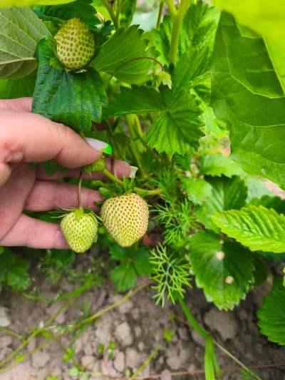 A person's hand, with a light-colored fingernail polish with a green tip, is gently holding unripe strawberries on a strawberry plant. The strawberries are a pale green color and have small yellow seeds visible. They are surrounded by lush green leaves of the strawberry plant. The background shows more greenery and some dry, brownish soil, with a few small green plants growing from it. The scene appears to be outdoors in a garden, likely in Puchezh, Russia, given the information provided.