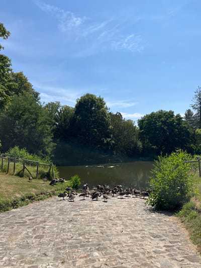 The image shows a flock of Canada geese gathered on a cobblestone ramp leading into a pond. The ramp is made of weathered, reddish-brown bricks. The pond is surrounded by lush green trees and vegetation, and the sky above is a clear blue with a few wispy clouds. The scene appears to be a natural setting within a park or estate. The location is identified as Rambouillet, France.