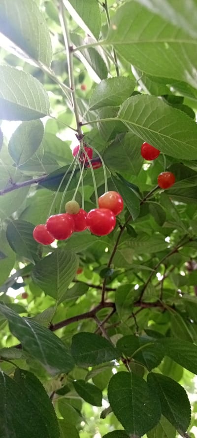 The image shows a cluster of ripe cherries on a branch, surrounded by green leaves. The cherries are a vibrant red, with some showing a hint of yellow. They are attached to thin green stems, which connect them to the main branch. The leaves are varied in shape and size, some appearing smooth and glossy, while others have a slightly textured surface. The sunlight filters through the leaves, creating dappled patterns of light and shadow. The background is a blur of green and white, suggesting other foliage and possibly the sky. The setting appears to be outdoors, possibly in a garden or orchard. No people or animals are visible. The overall impression is one of freshness and natural beauty.