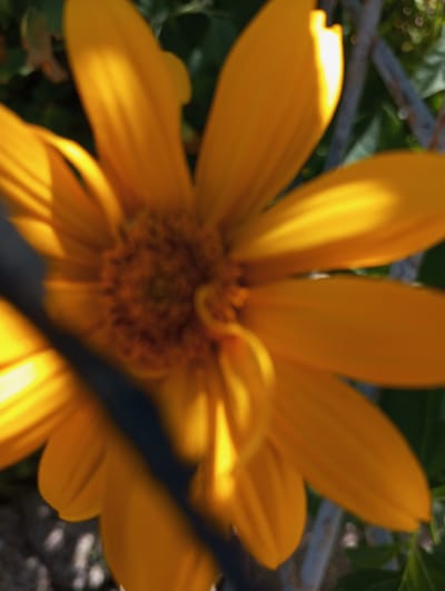 The image shows a close-up, out-of-focus view of a bright yellow flower with visible petals and a dark center. The flower is bathed in sunlight, creating strong highlights and shadows on its petals. In the foreground, a dark, blurred object, possibly a fence or a branch, partially obscures the flower. The background consists of green foliage and a blurred, lighter colored element that could be part of a fence or structure. There is no indication of a specific location in Voznesenske, Ukraine, or any people present in the image.